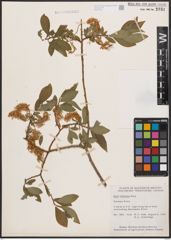 Salix bebbiana Sarg.